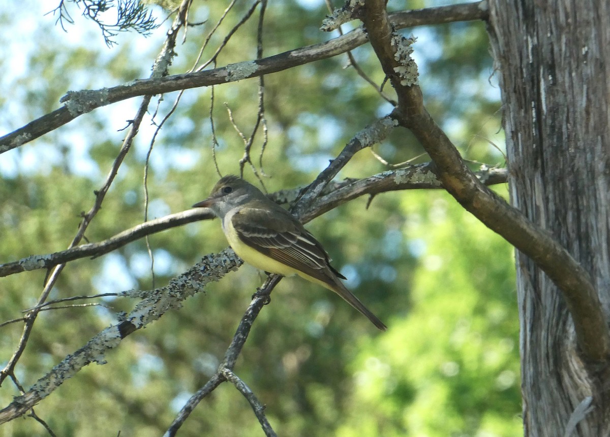 Great Crested Flycatcher - ML618767070