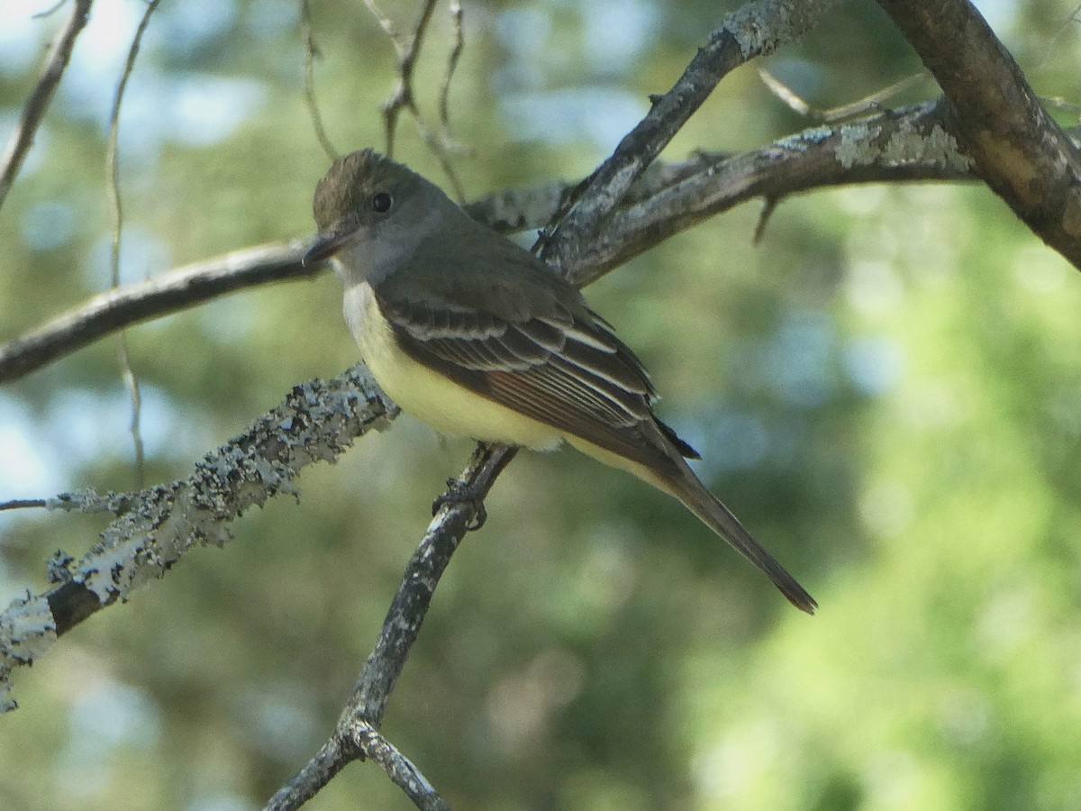 Great Crested Flycatcher - ML618767072