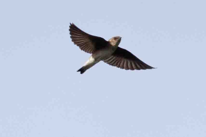 Northern Rough-winged Swallow - ML618767092