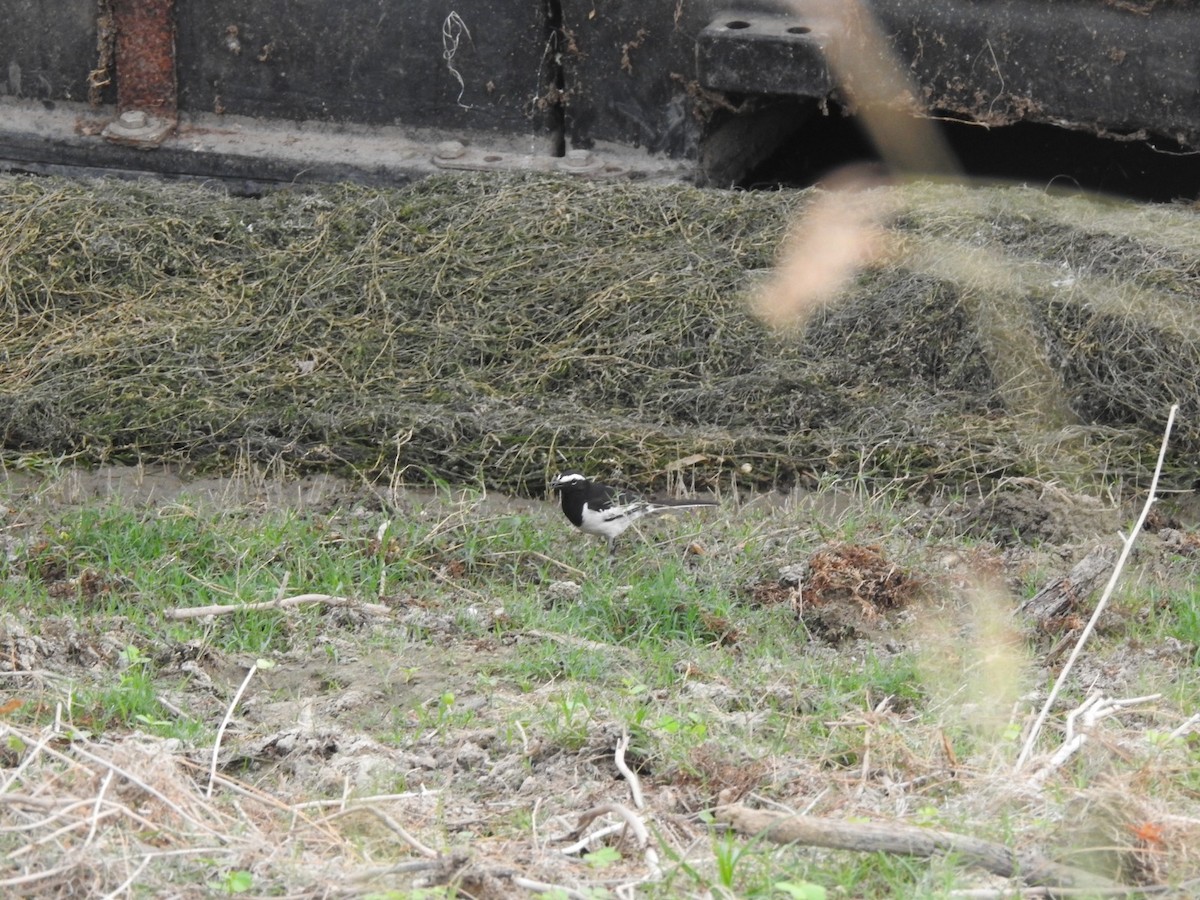 White-browed Wagtail - ML618767094