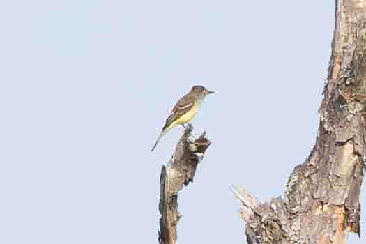 Great Crested Flycatcher - ML618767101