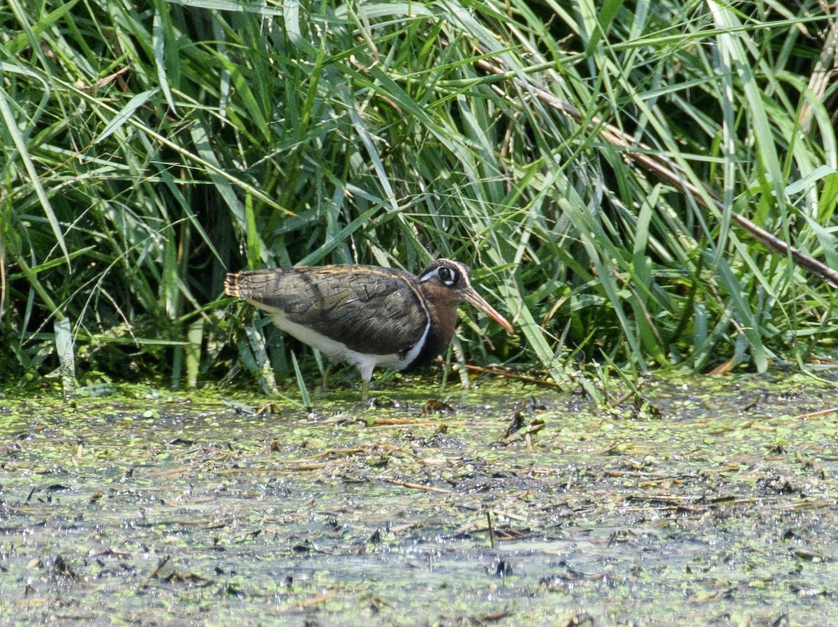 Greater Painted-Snipe - ML618767133