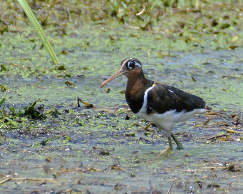 Greater Painted-Snipe - ML618767134