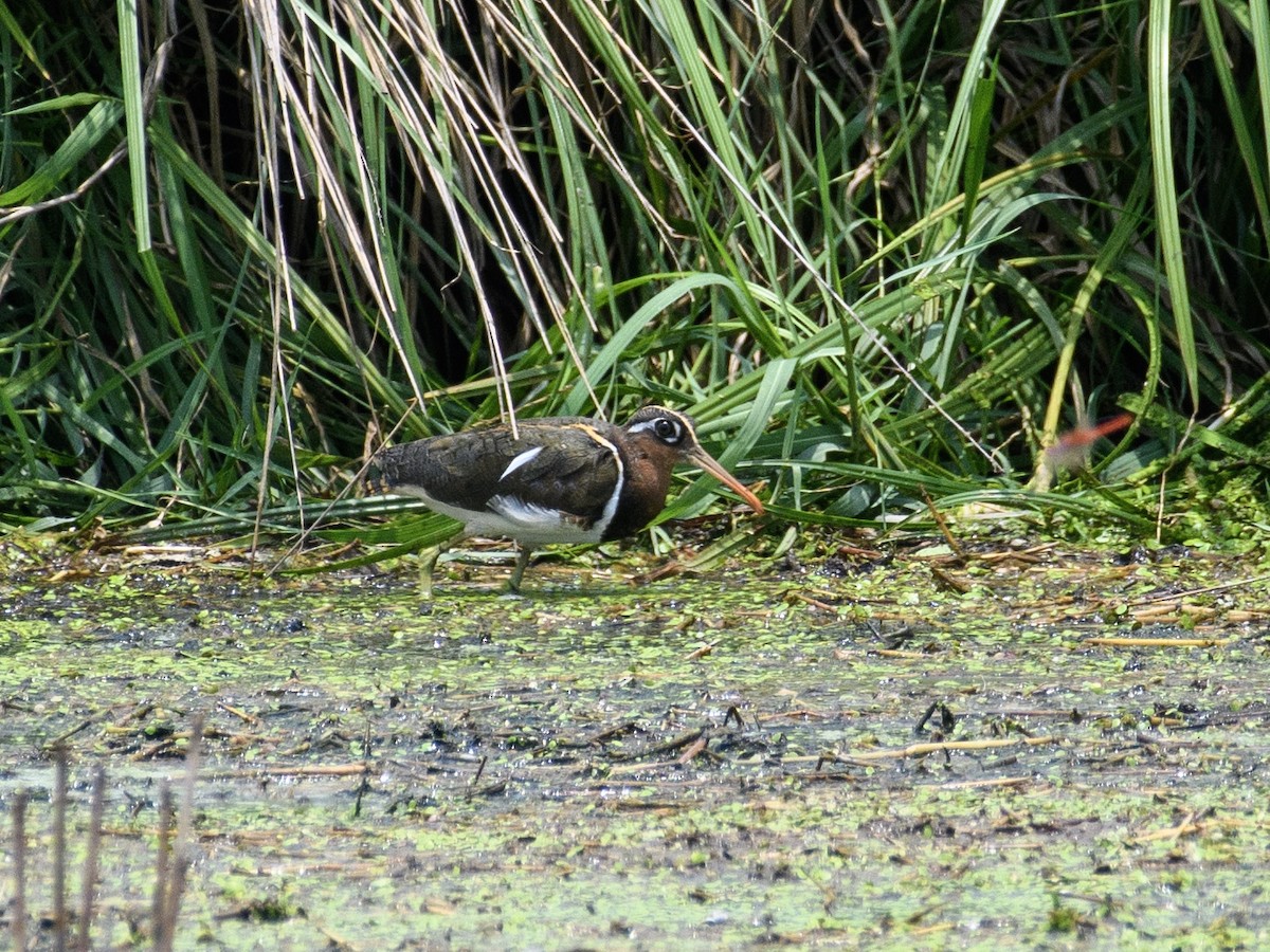 Greater Painted-Snipe - ML618767136