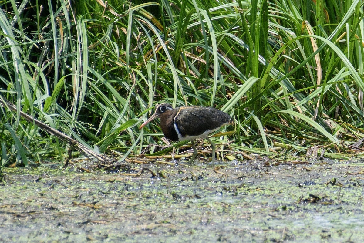 Greater Painted-Snipe - ML618767137