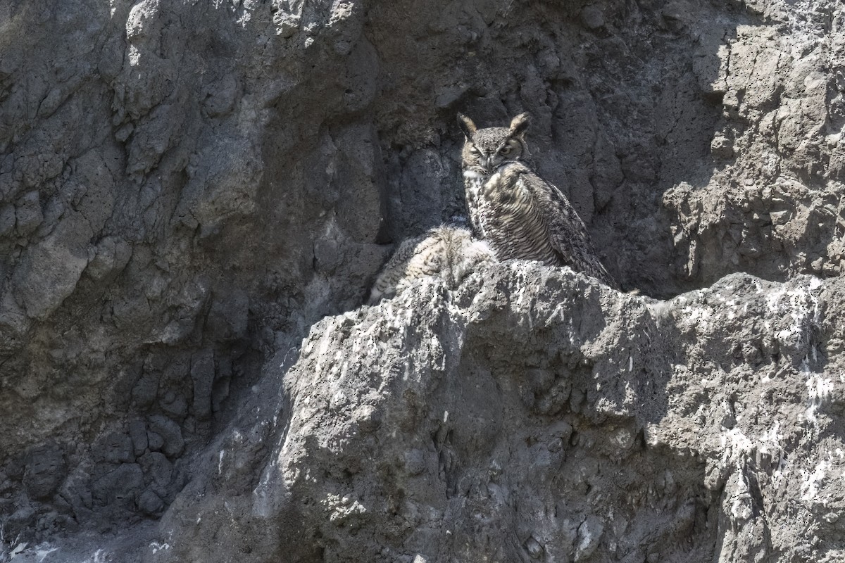 Great Horned Owl - ML618767139