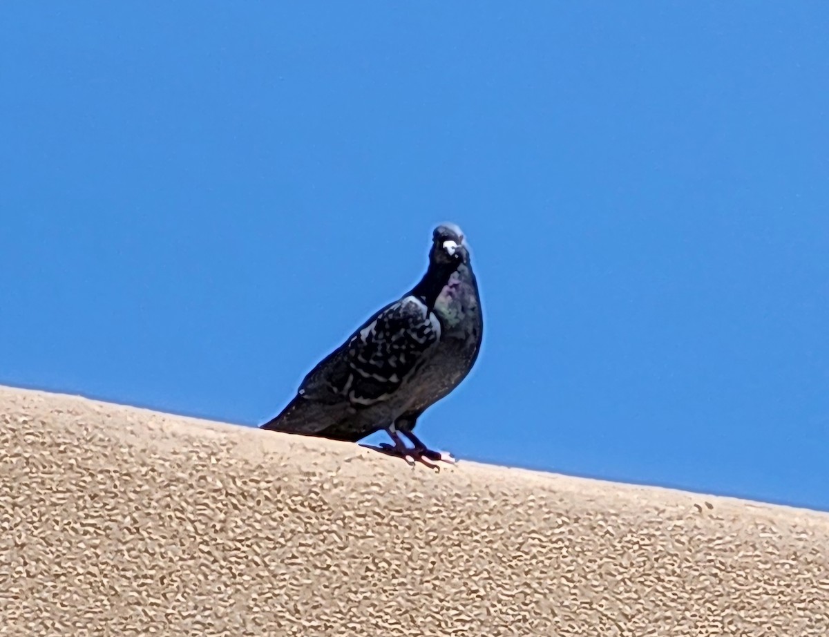 Rock Pigeon (Feral Pigeon) - ML618767161