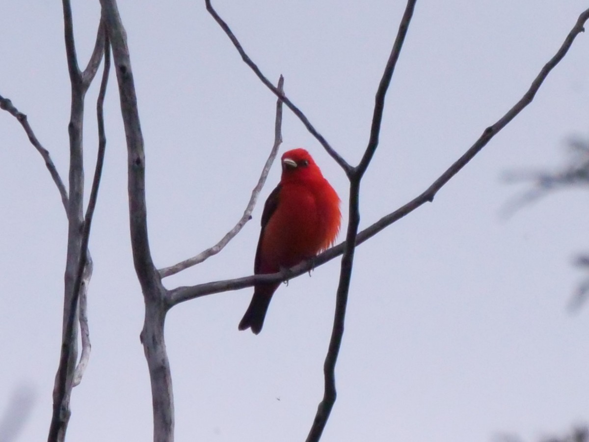 Scarlet Tanager - ML618767183