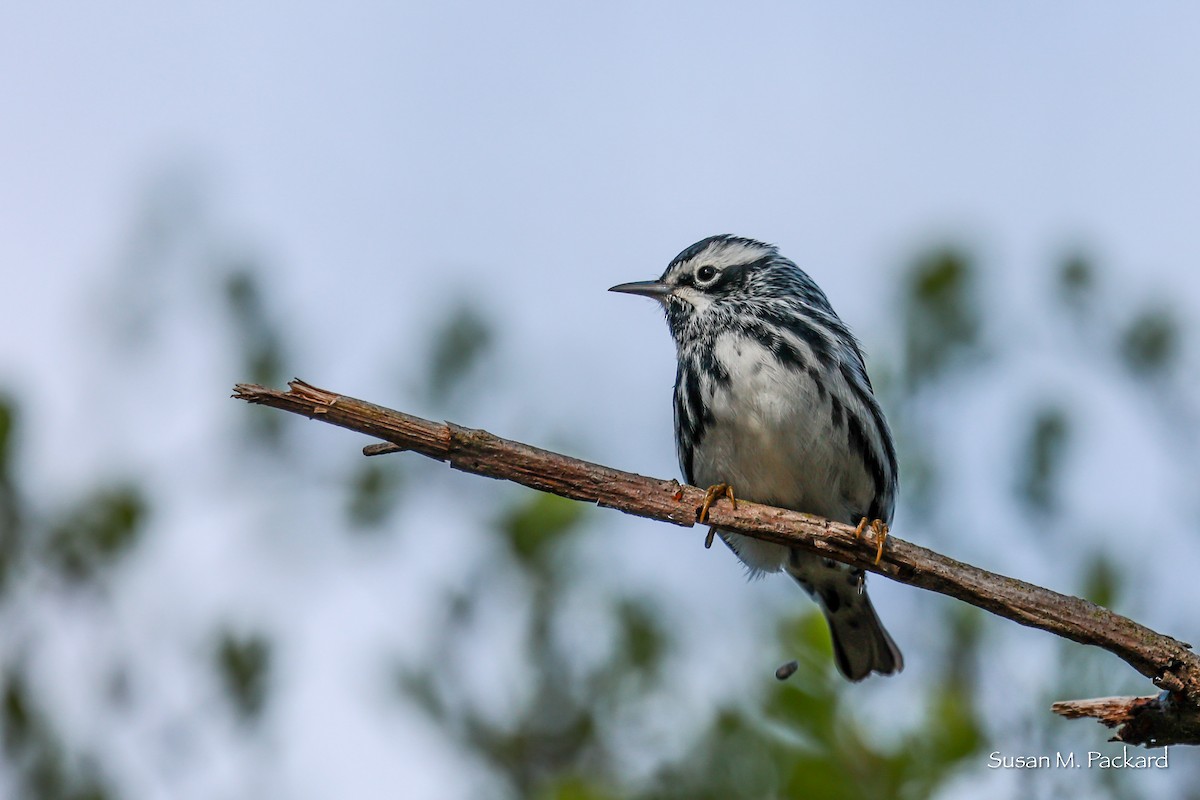 Black-and-white Warbler - ML618767184