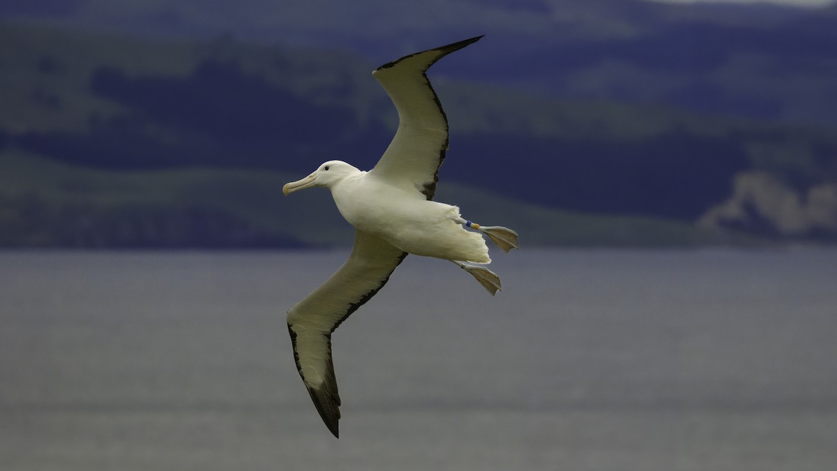 albatros Sanfordův - ML618767188