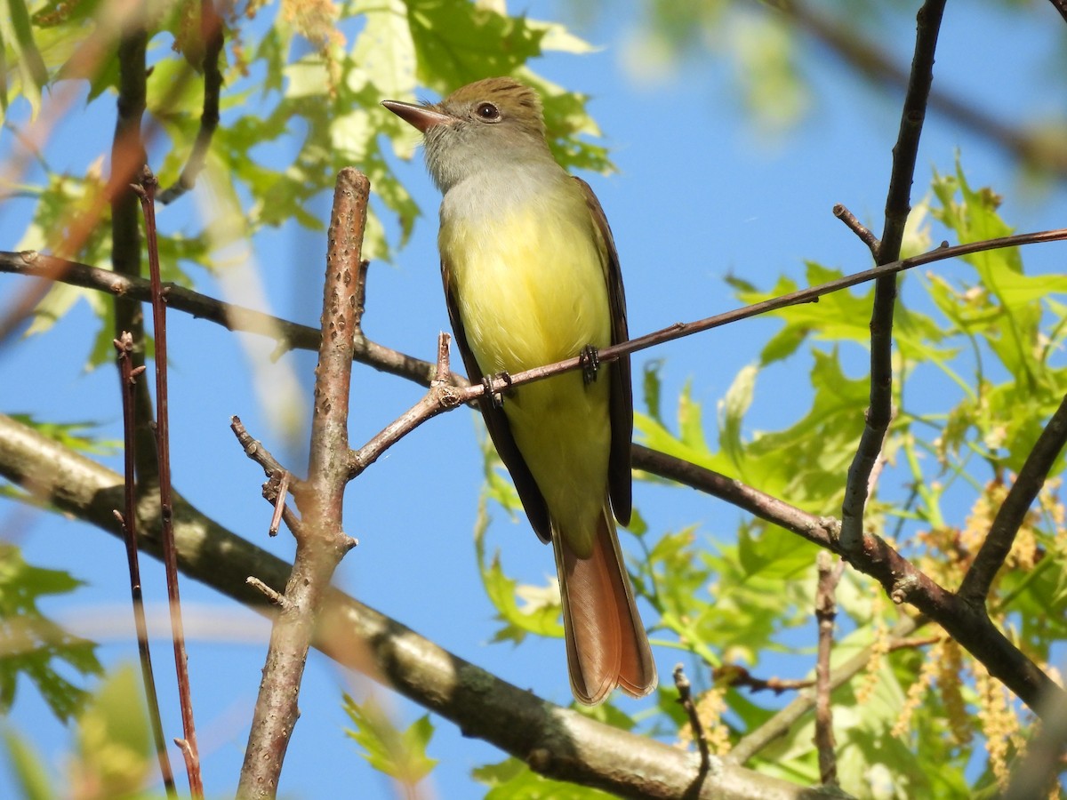 Great Crested Flycatcher - ML618767222