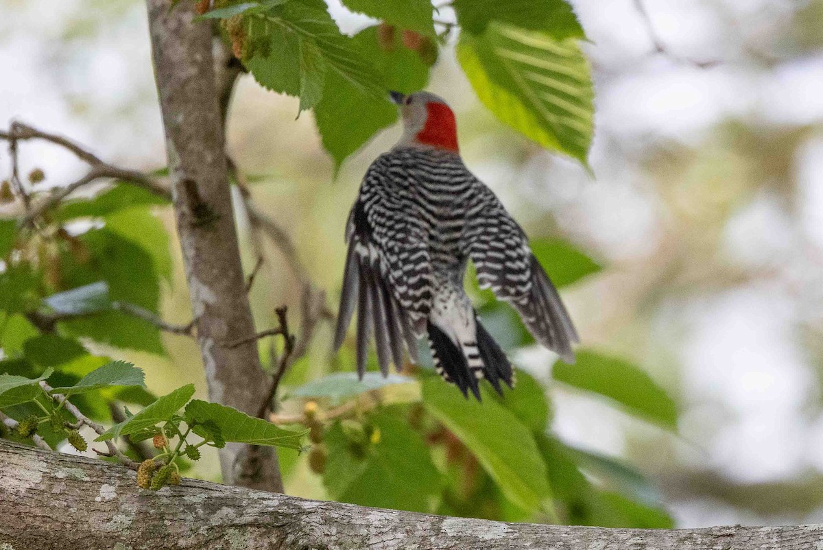 Red-bellied Woodpecker - ML618767234