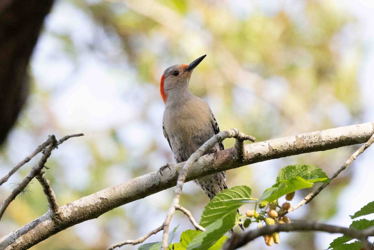 Red-bellied Woodpecker - ML618767235