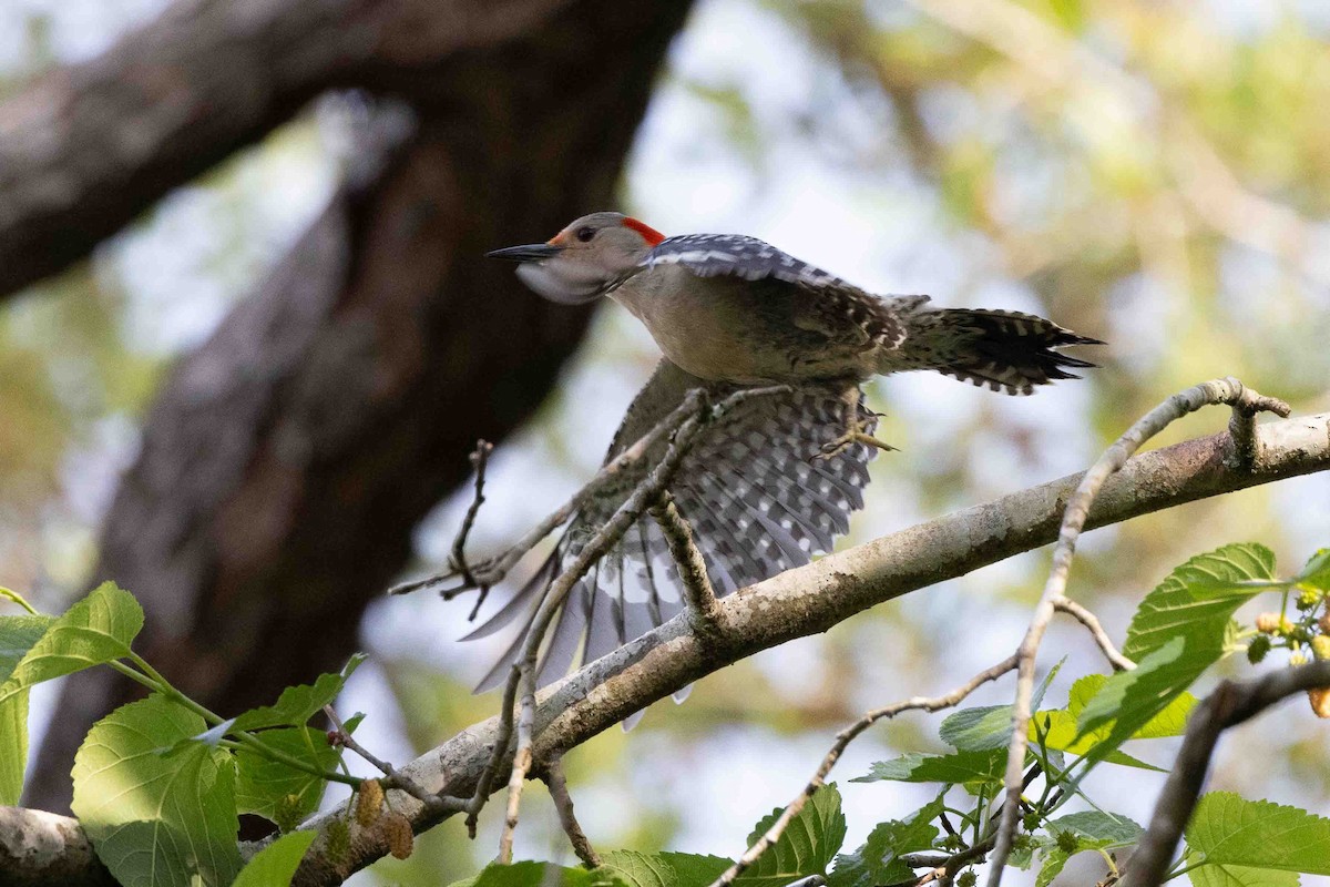 Red-bellied Woodpecker - ML618767237