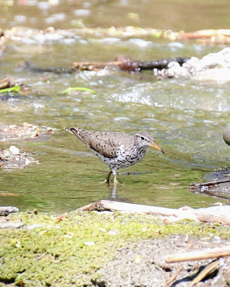 Spotted Sandpiper - Phil Mills