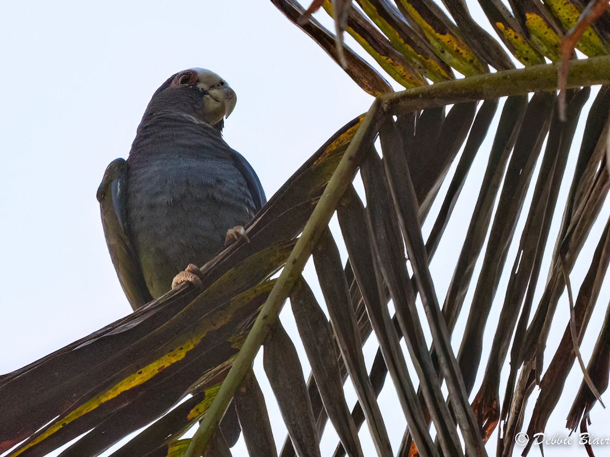 White-crowned Parrot - ML618767290