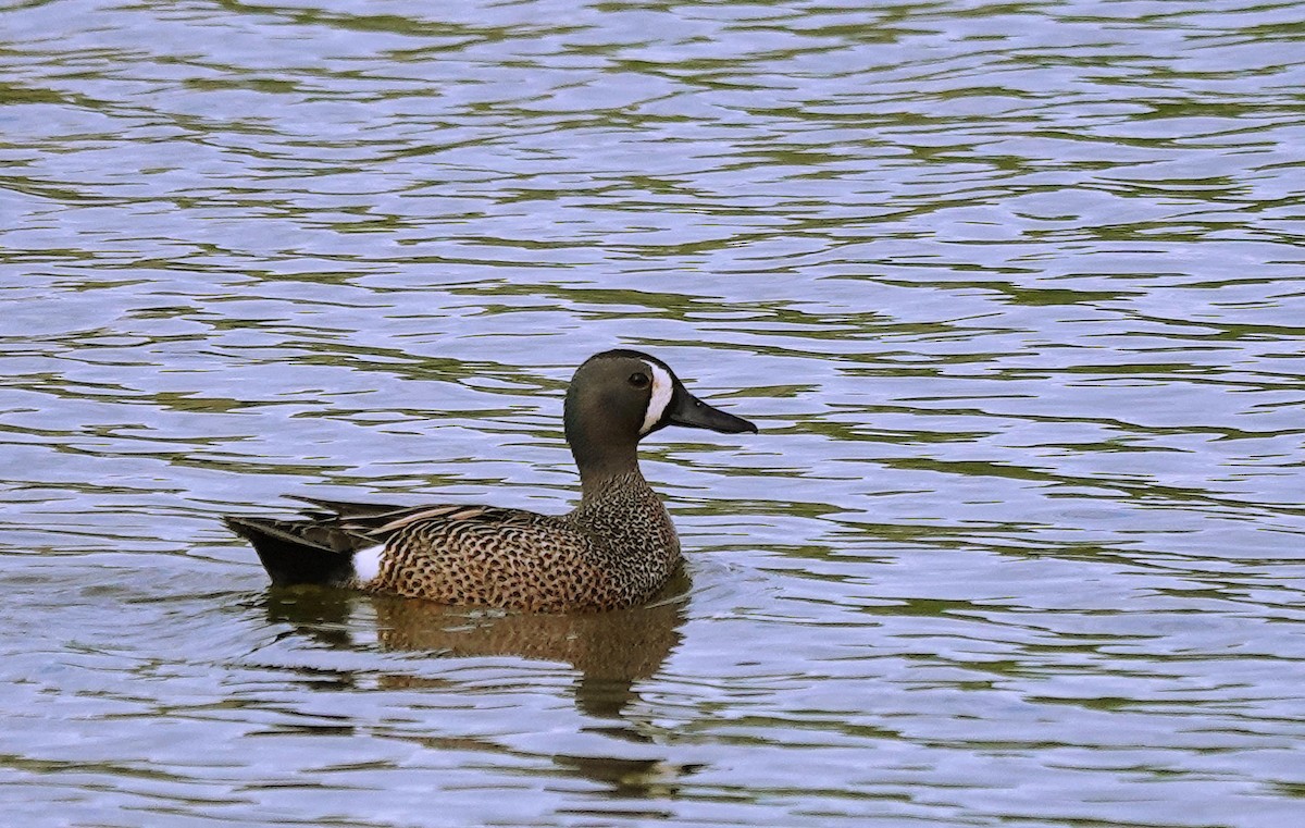 Blue-winged Teal - ML618767291