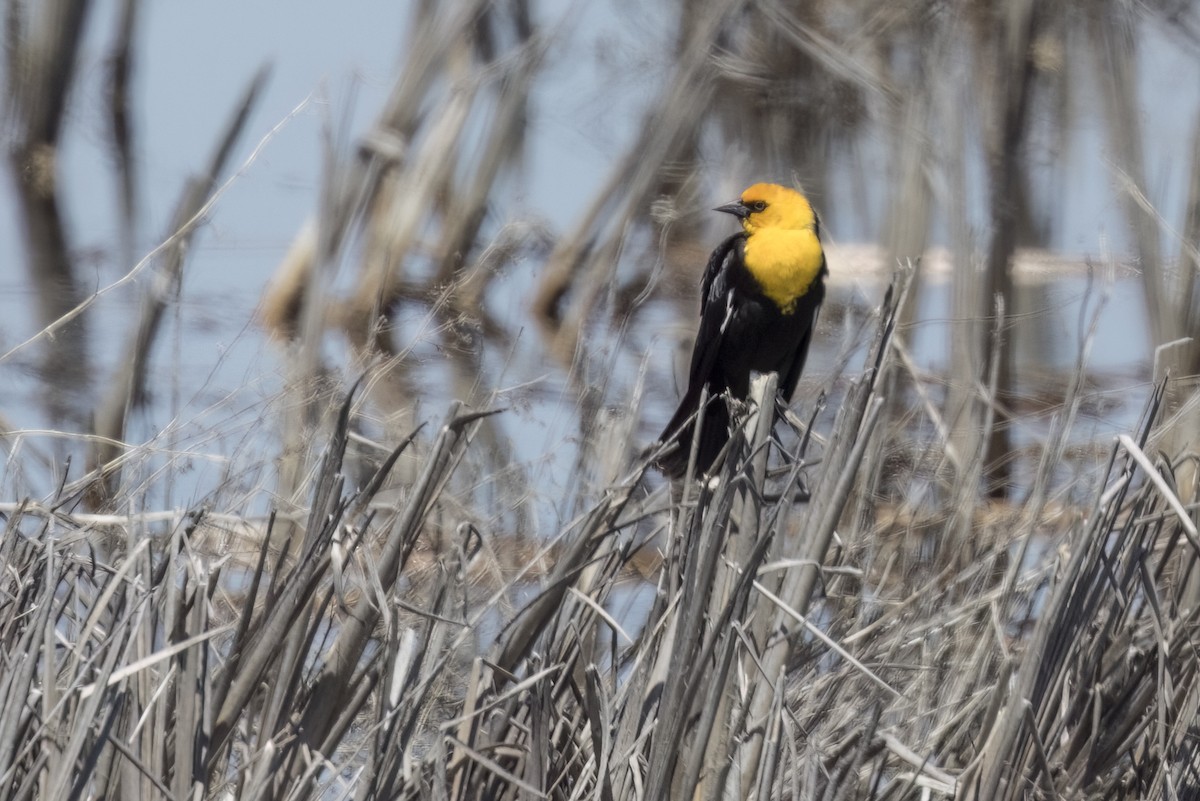 Yellow-headed Blackbird - ML618767304
