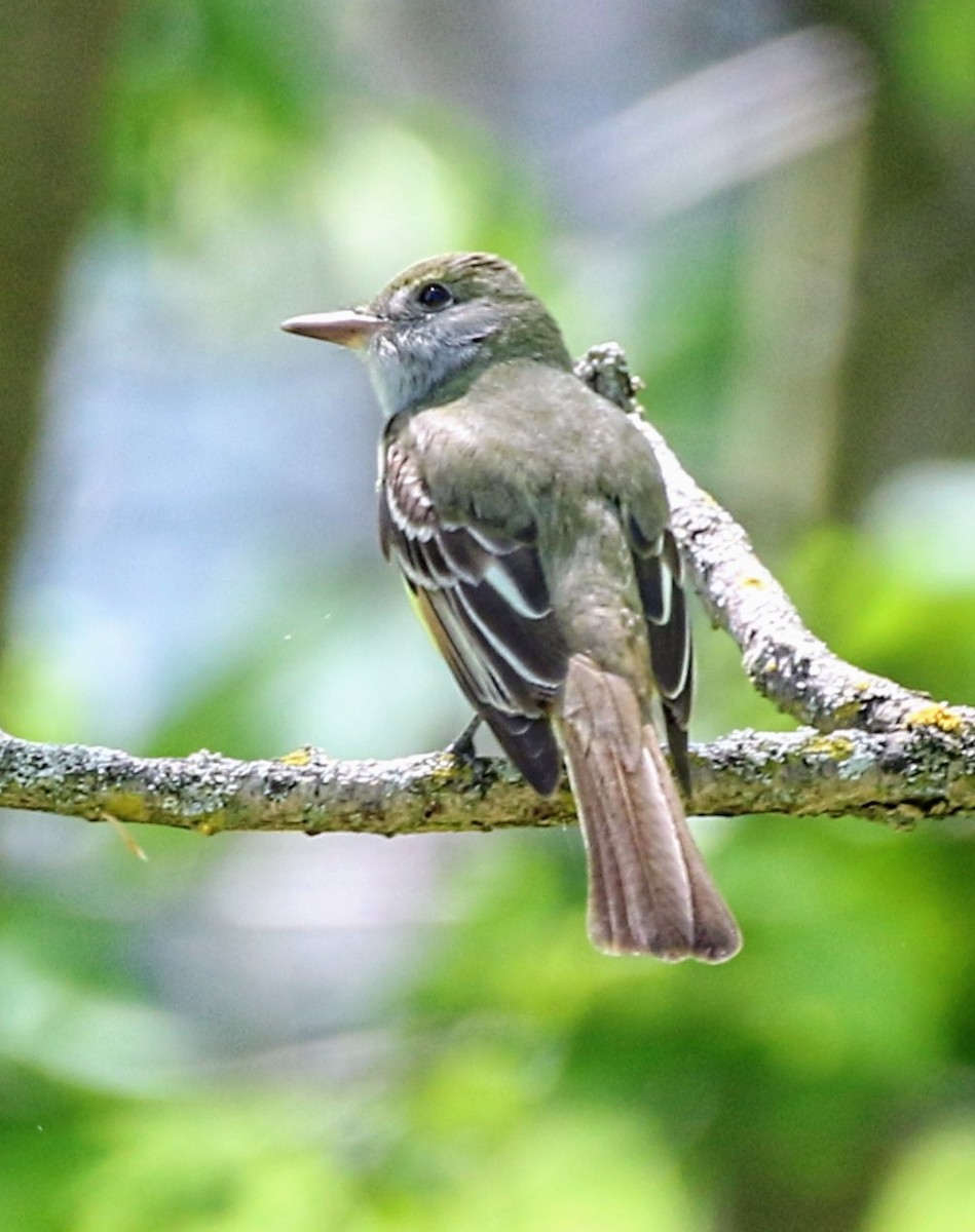 Great Crested Flycatcher - ML618767310
