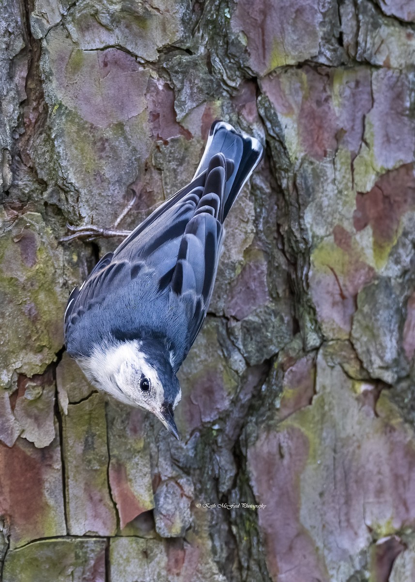 White-breasted Nuthatch (Eastern) - ML618767312