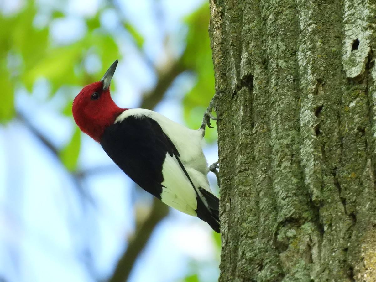 Red-headed Woodpecker - ML618767320