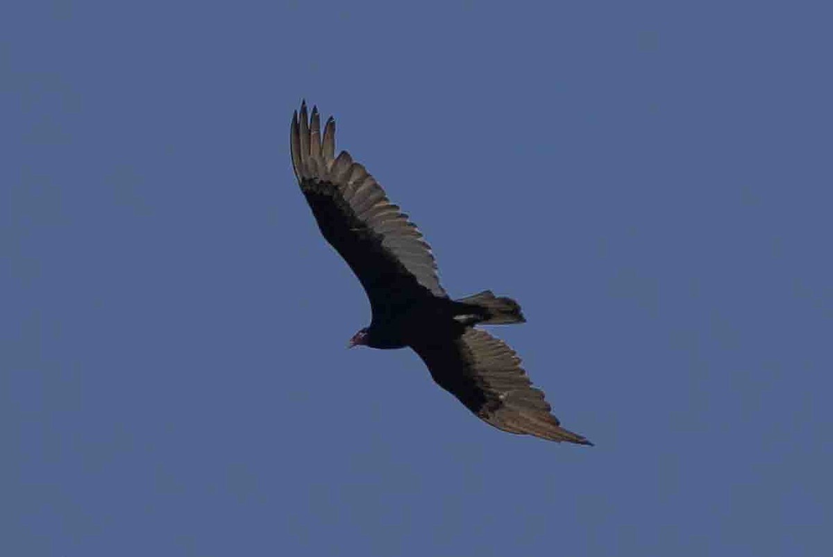 Turkey Vulture - ML618767322