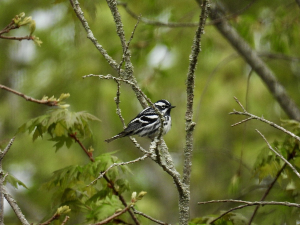 Black-and-white Warbler - Marilyn Hubley