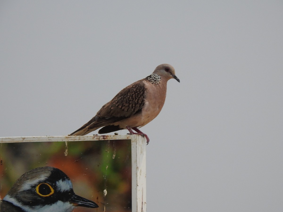 Spotted Dove - ML618767415