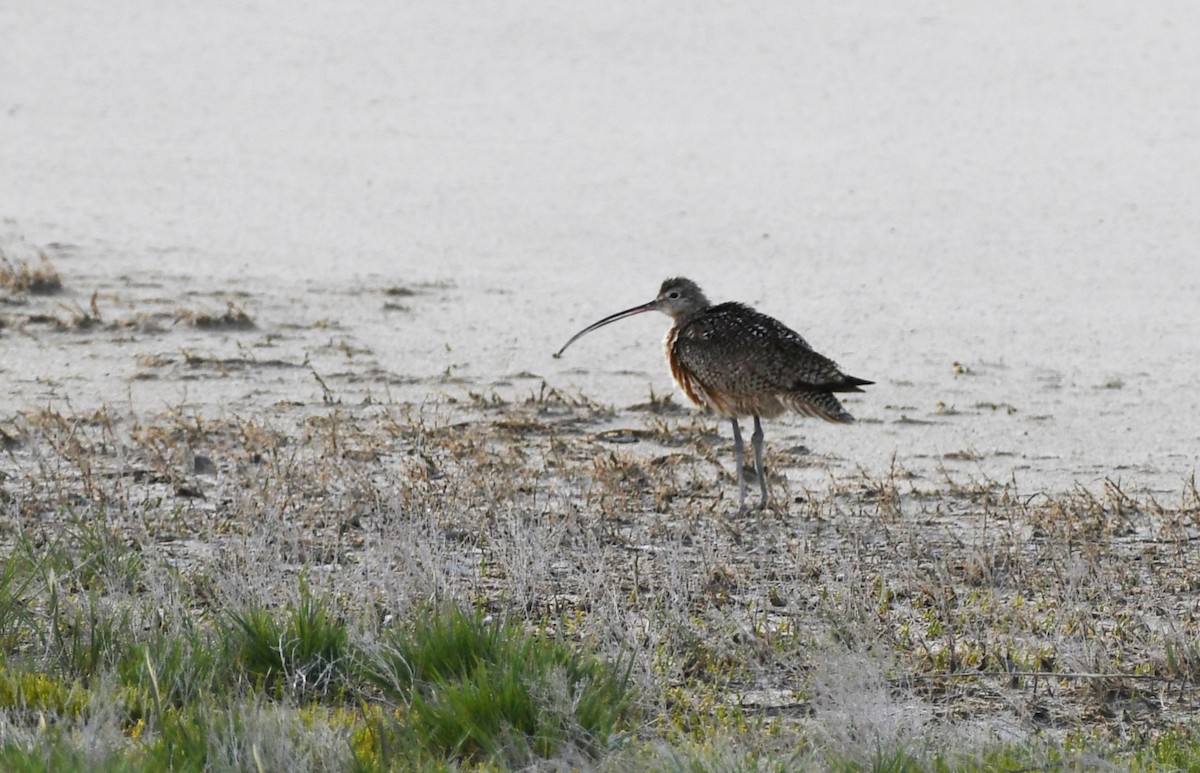 Long-billed Curlew - ML618767451