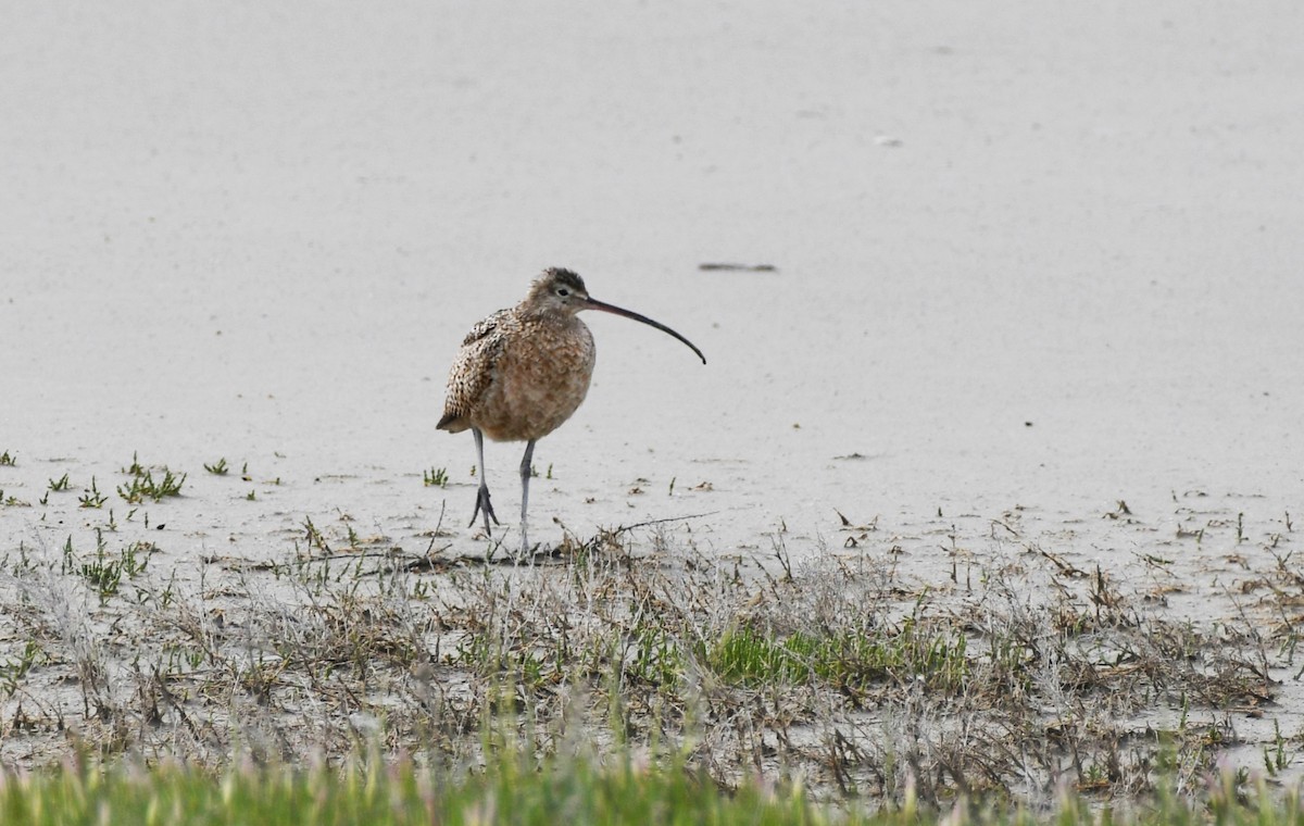Long-billed Curlew - Colin Maguire