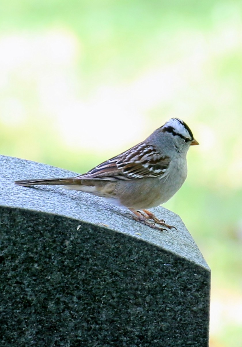 White-crowned Sparrow (leucophrys) - ML618767461