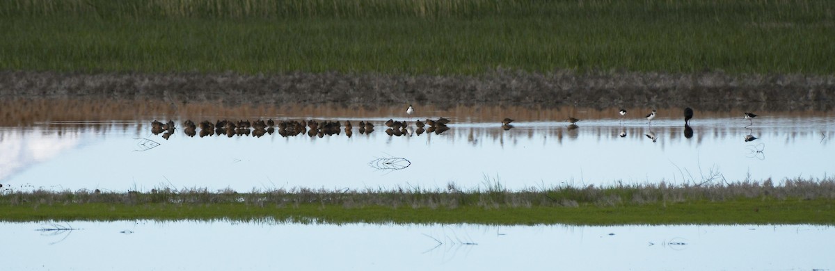 Long-billed Dowitcher - ML618767467