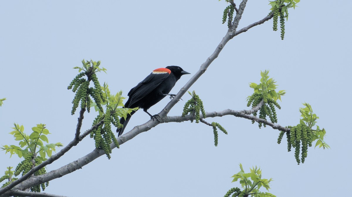 Red-winged Blackbird - ML618767487