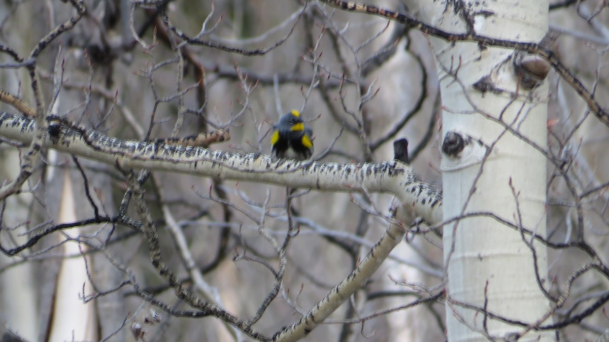 Yellow-rumped Warbler (Audubon's) - ML618767514