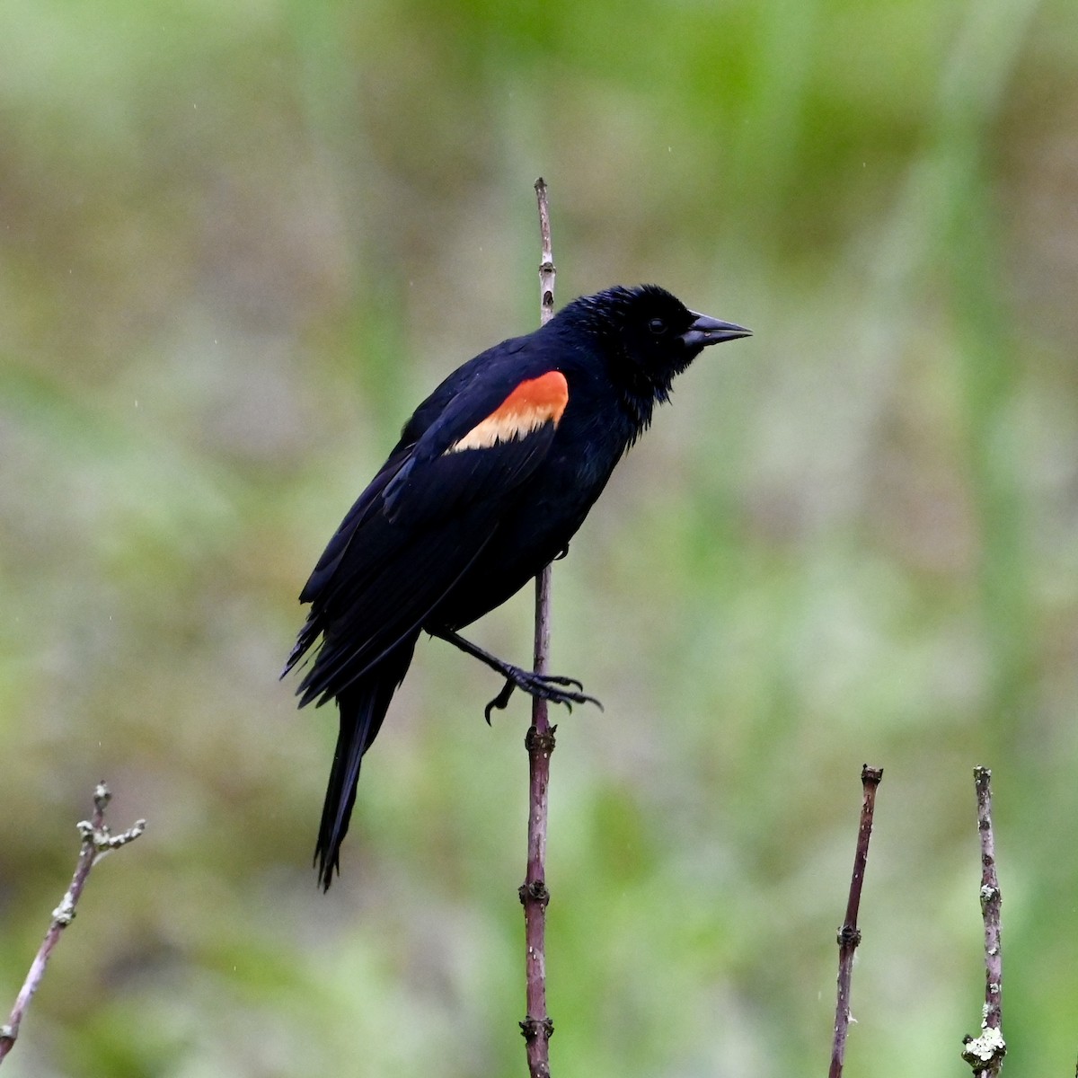 Red-winged Blackbird - ML618767522