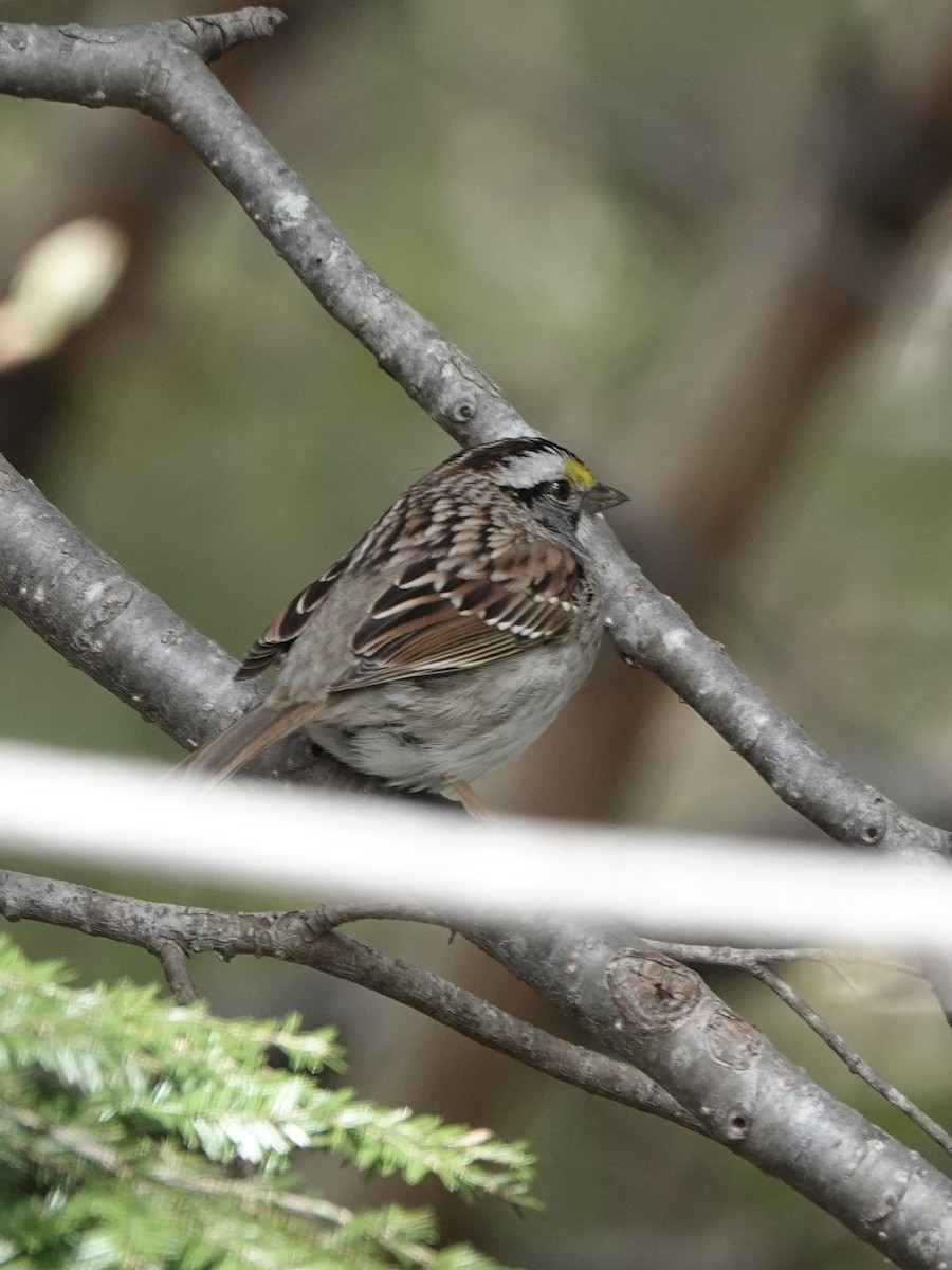 White-throated Sparrow - ML618767538