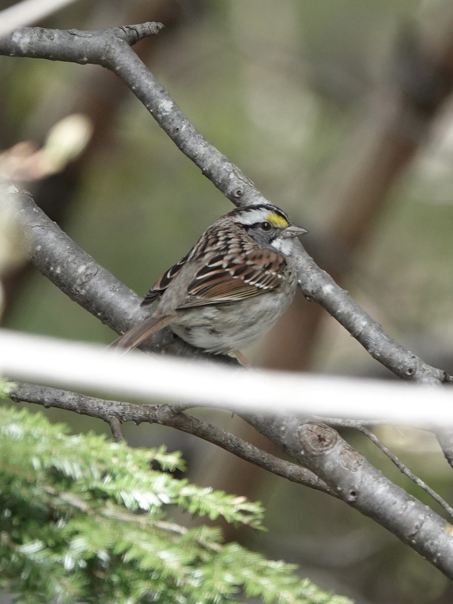 White-throated Sparrow - ML618767539