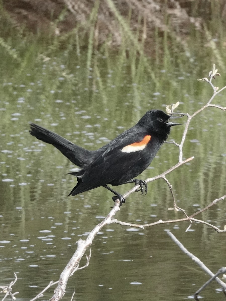Red-winged Blackbird - ML618767544