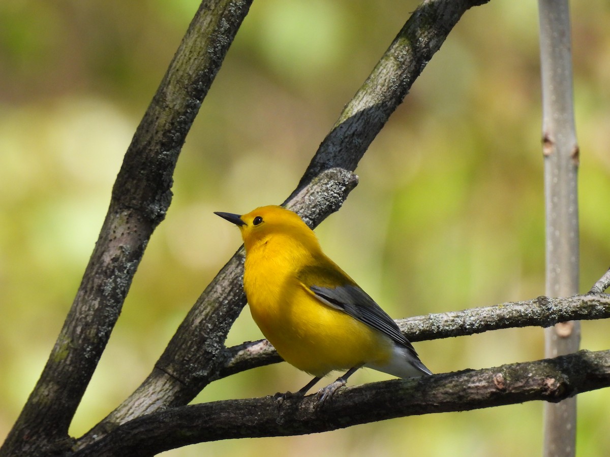 Prothonotary Warbler - ML618767560