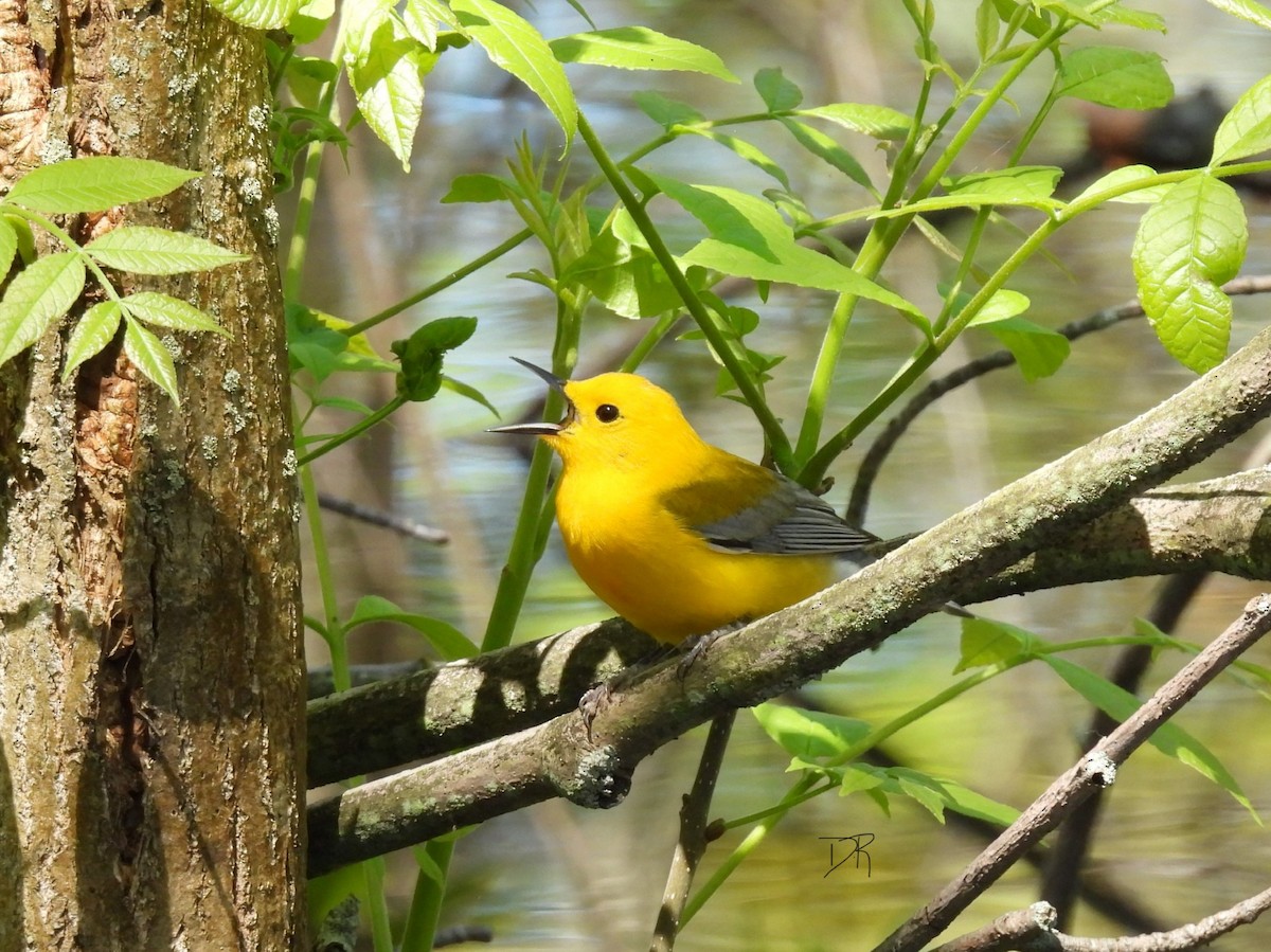 Prothonotary Warbler - ML618767561