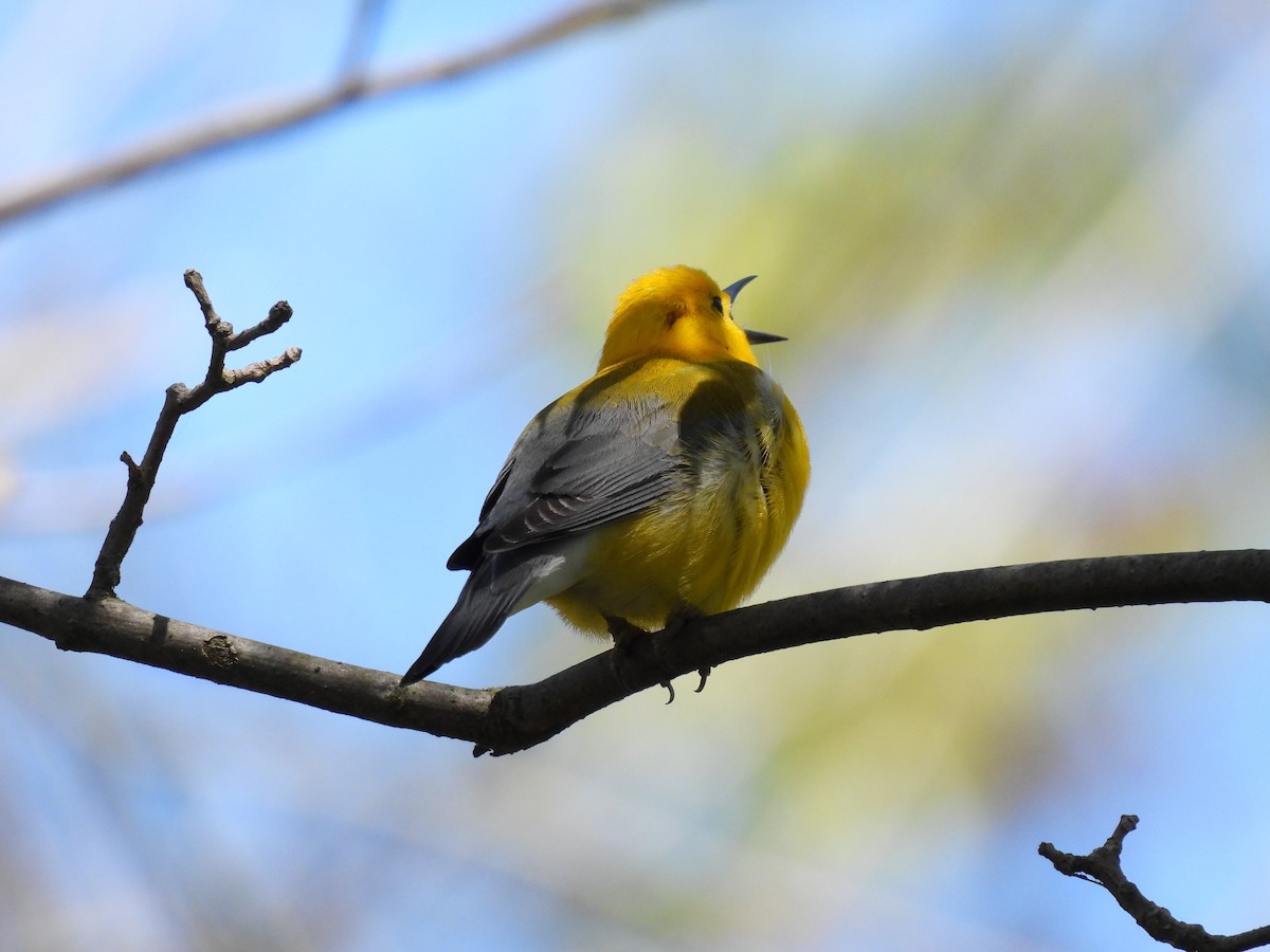 Prothonotary Warbler - ML618767562