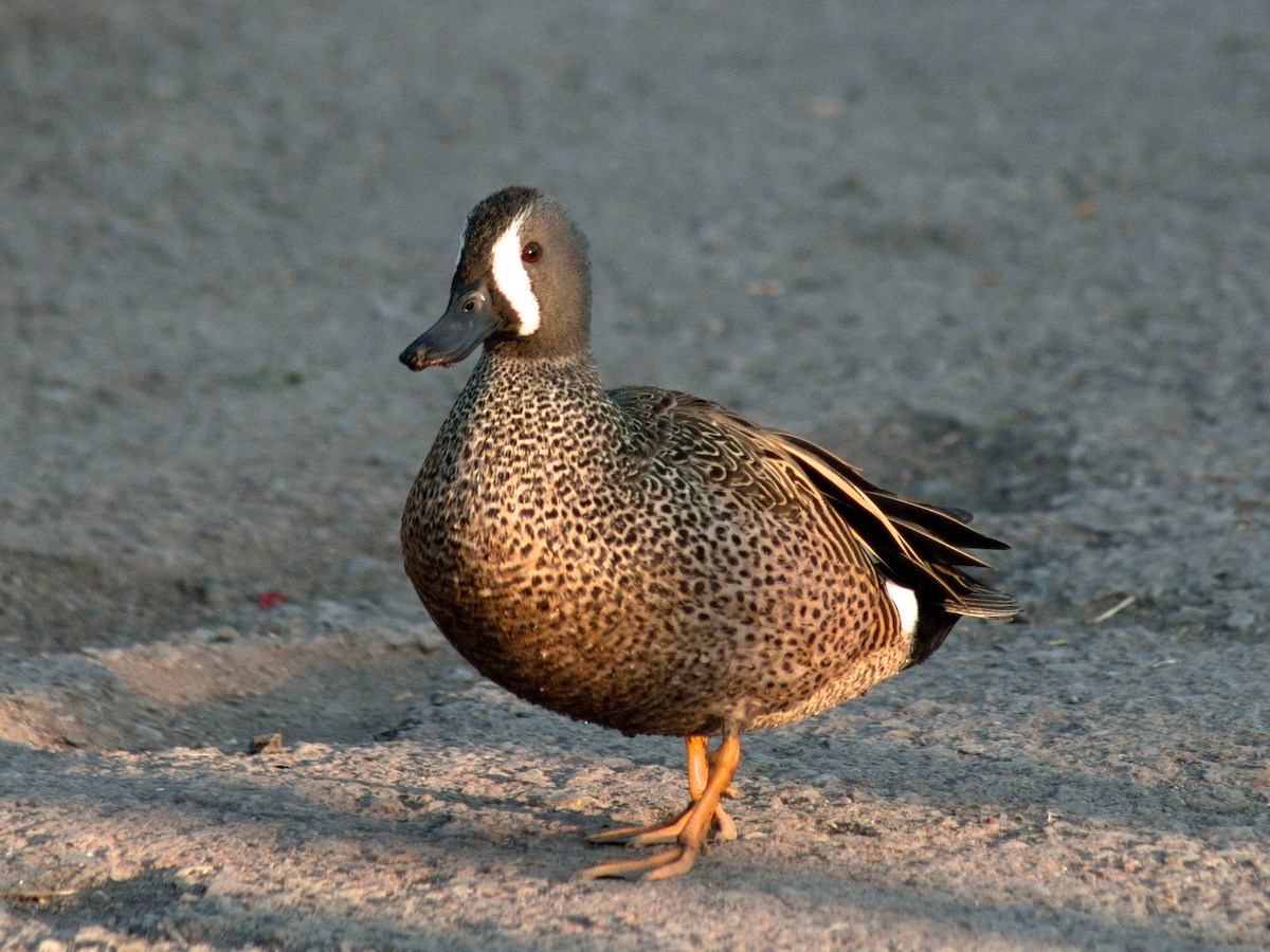 Blue-winged Teal - ML618767585