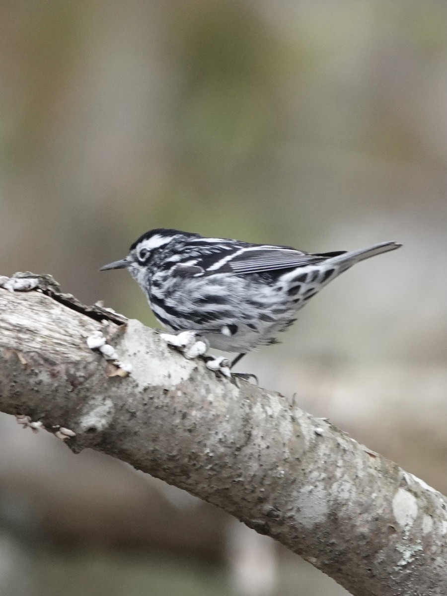 Black-and-white Warbler - ML618767590