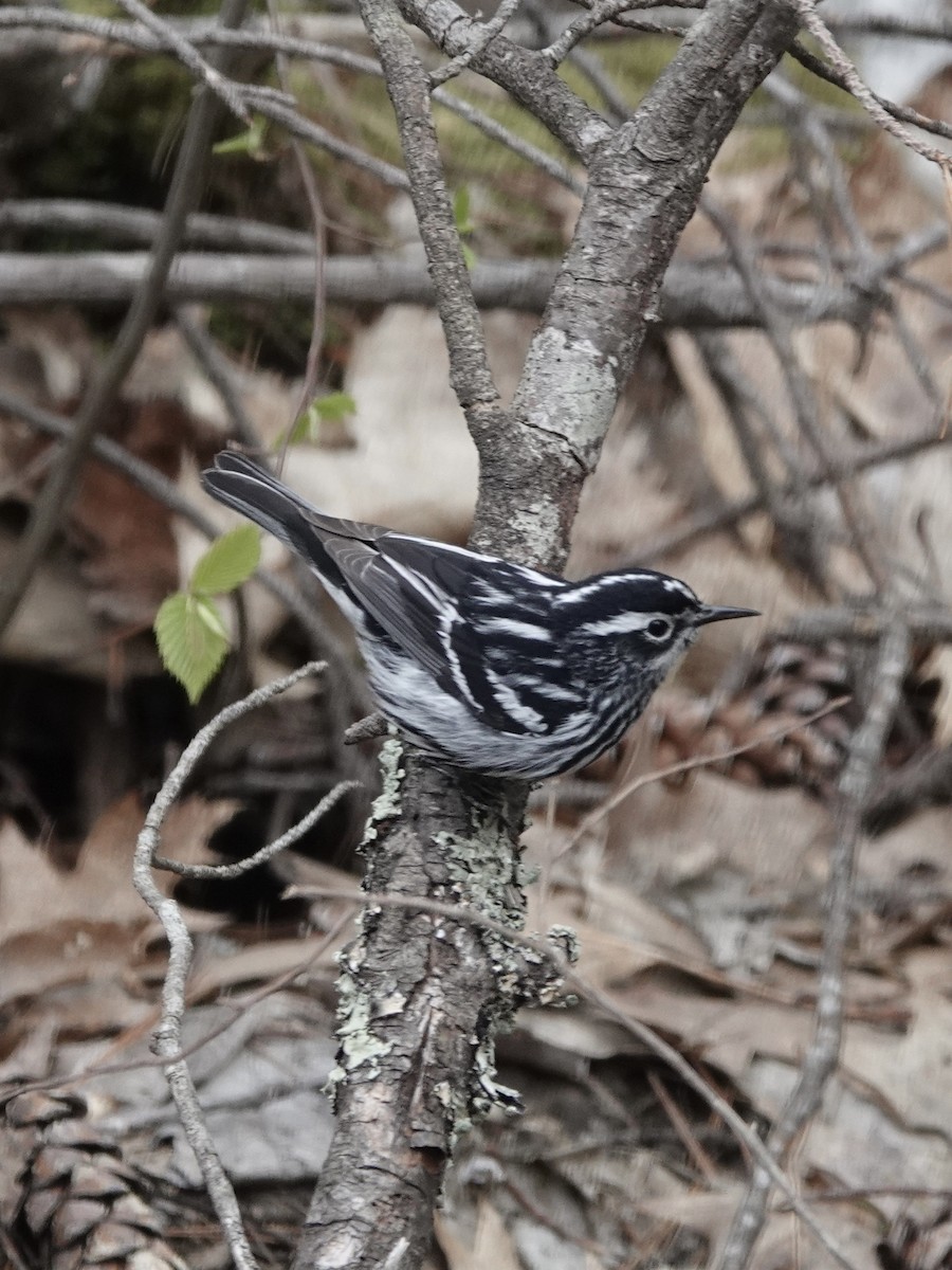 Black-and-white Warbler - ML618767591