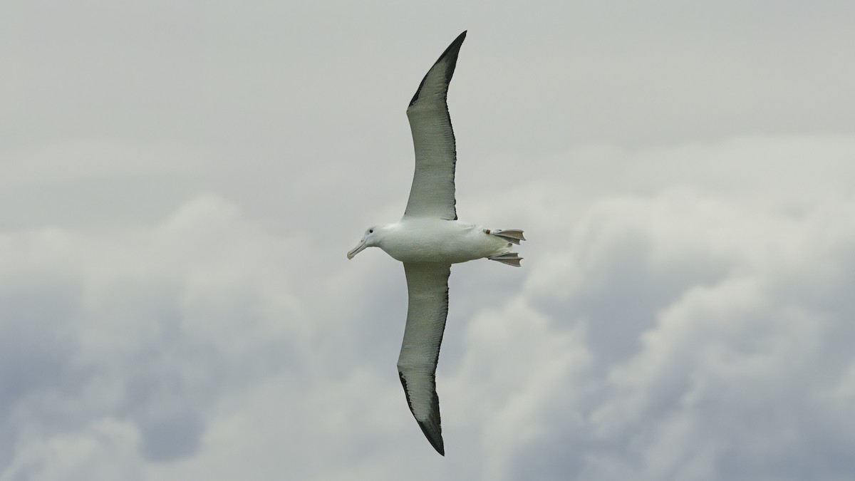 Northern Royal Albatross - ML618767621