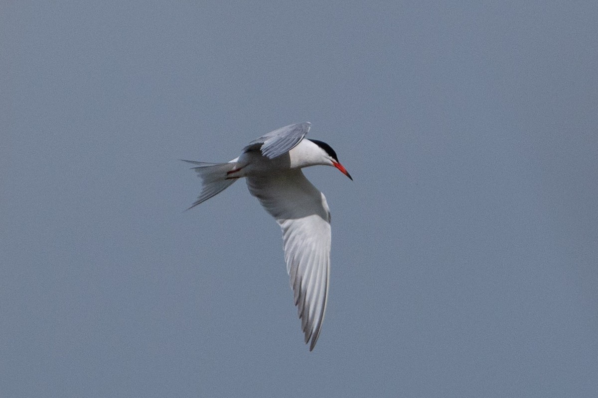 Common Tern - Bashar Jarayseh