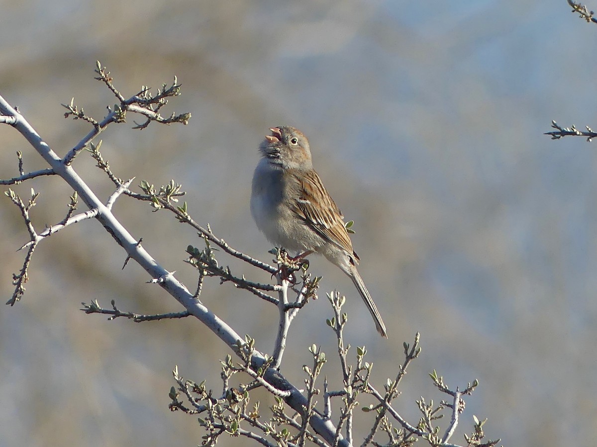 Field Sparrow - ML618767653