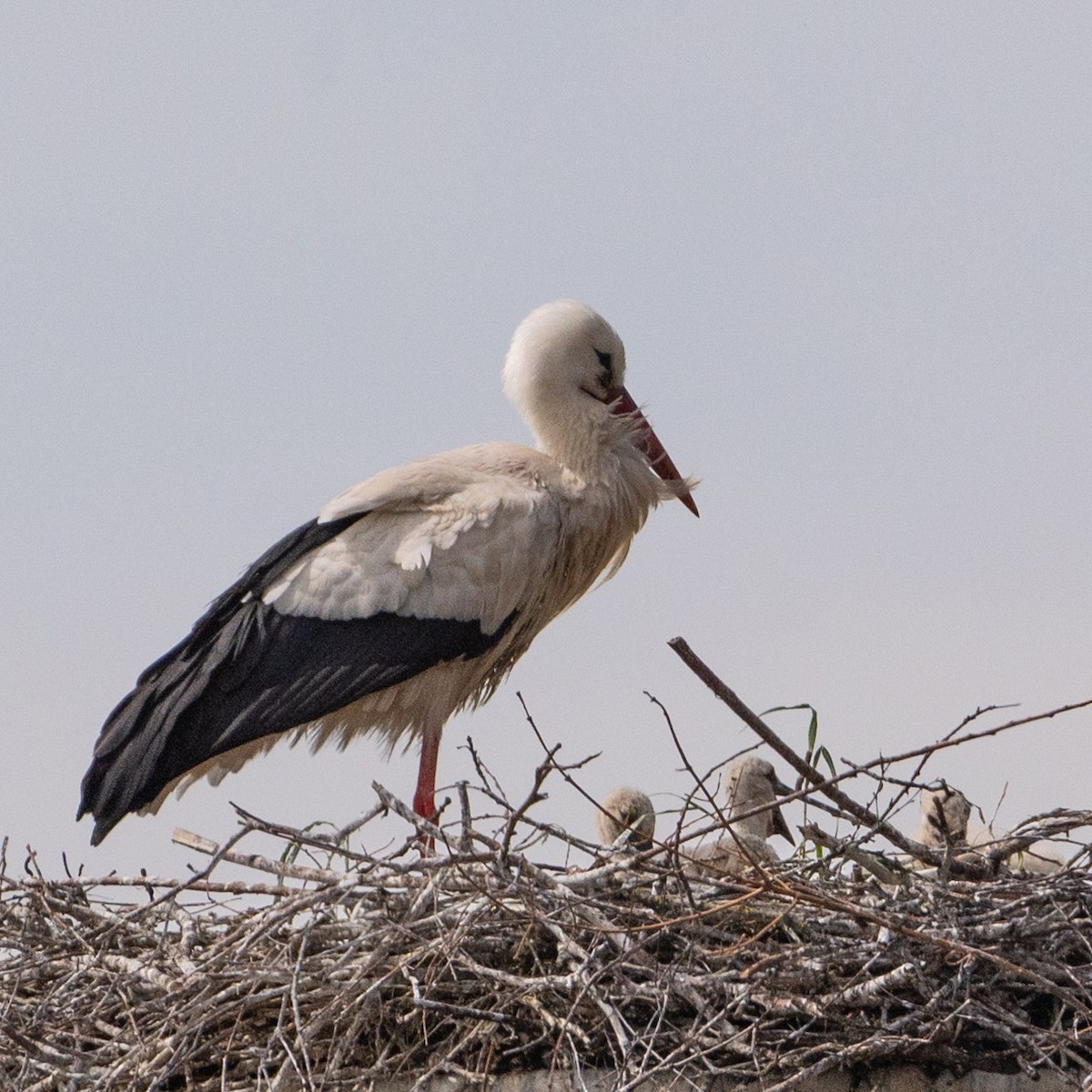 White Stork - Bashar Jarayseh