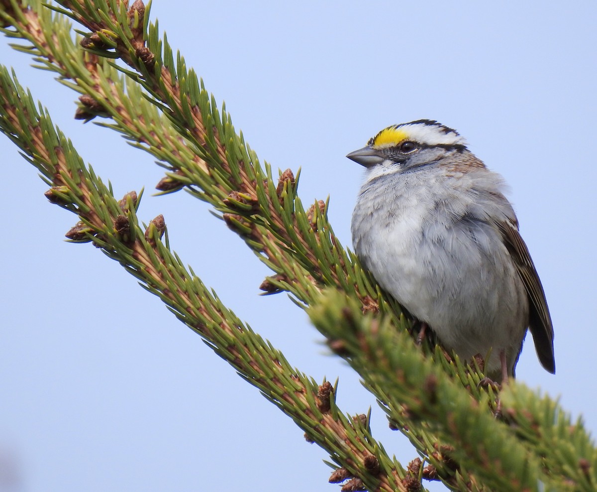 White-throated Sparrow - ML618767691