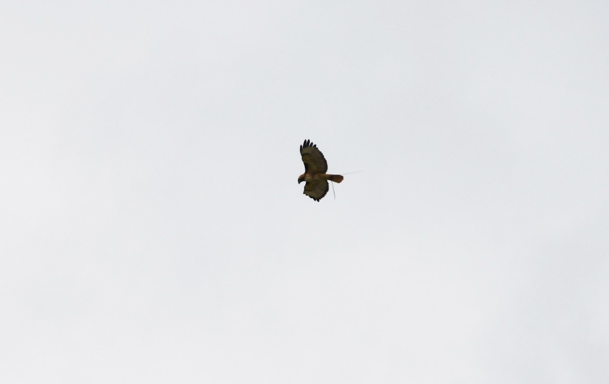 Red-tailed Hawk (calurus/alascensis) - Colin Maguire